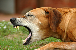 kennel_cough
