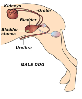 Dogs Kidneys Not Concentrating Urine