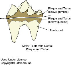 dentistry_2009